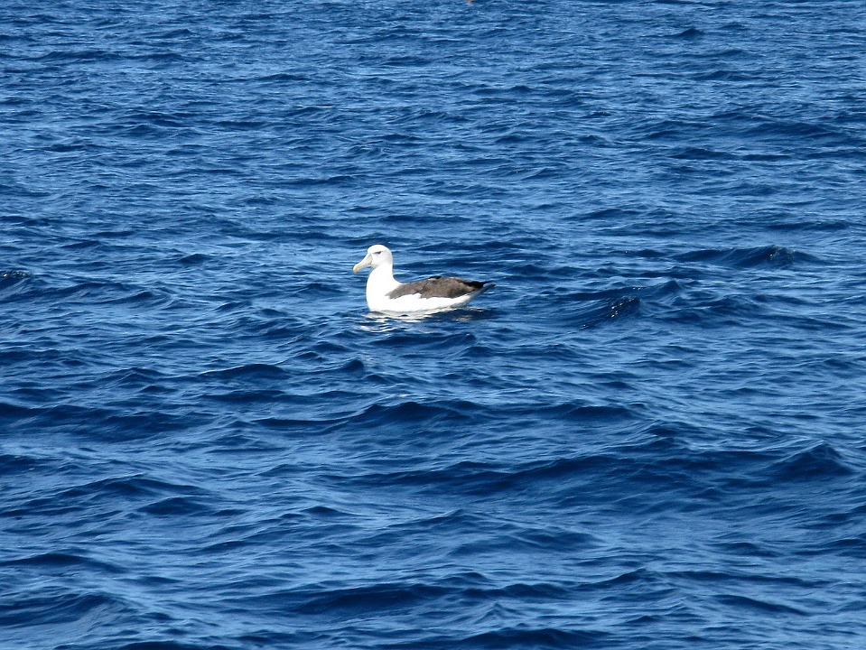 An Albatross on the Waves
